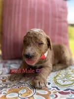 Miller, a male Goldendoodle for sale in Vassar, KS – 5 of 6