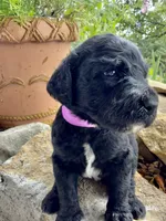 Maple, a female Goldendoodle for sale in Vassar, KS – 4 of 4