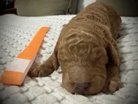 Summer, a female Goldendoodle for sale in Vassar, KS – Photo 6 of 6