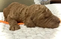 Summer, a female Goldendoodle for sale in Vassar, KS – Photo 2 of 6