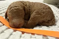 Summer, a female Goldendoodle for sale in Vassar, KS – Photo 1 of 6