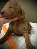 Summer, a female Goldendoodle for sale in Vassar, KS – Photo 3 of 6