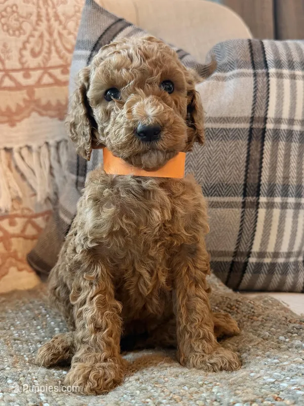 Summer – Goldendoodle puppy for sale in Vassar, KS