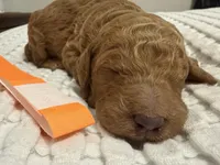 Summer, a female Goldendoodle for sale in Vassar, KS – Photo 4 of 6