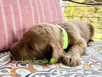 Clara, a female Goldendoodle for sale in Vassar, KS – 2 of 6