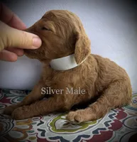 Chip, a male Goldendoodle for sale in Vassar, KS – 5 of 6