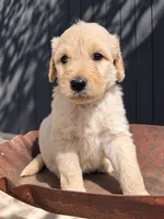 Hickory, a male Goldendoodle for sale in Vassar, KS – 4 of 5