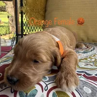Penny, a female Goldendoodle for sale in Vassar, KS – 6 of 6