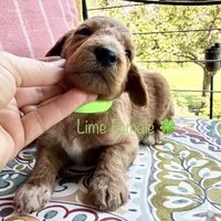 Clara, a female Goldendoodle for sale in Vassar, KS – 4 of 6
