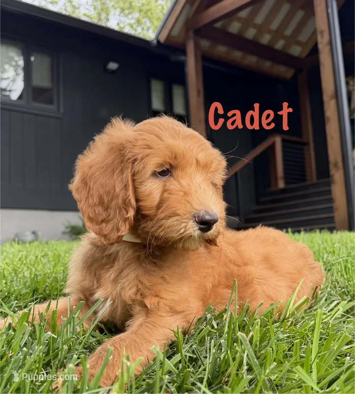 Cadet – Goldendoodle puppy for sale in Vassar, KS