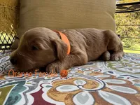 Penny, a female Goldendoodle for sale in Vassar, KS – 4 of 6