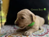 Milton, a male Goldendoodle for sale in Vassar, KS – 6 of 6