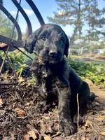 Copper, a male Goldendoodle for sale in Vassar, KS – 2 of 5