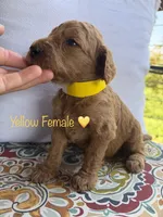 Sunny, a female Goldendoodle for sale in Vassar, KS – 6 of 6