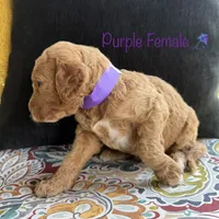 Vera, a female Goldendoodle for sale in Vassar, KS – 4 of 6