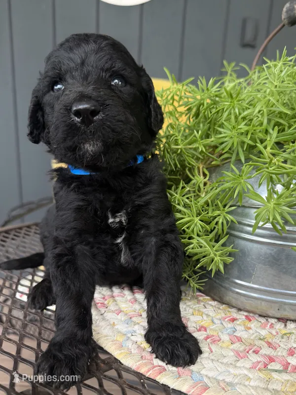 Ember – Goldendoodle puppy for sale in Vassar, KS