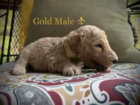Scout, a male Goldendoodle for sale in Vassar, KS – 4 of 6