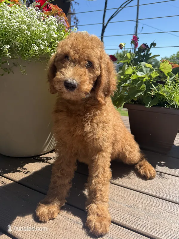 Betsy – Goldendoodle puppy for sale in Vassar, KS
