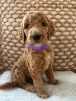Vera, a female Goldendoodle for sale in Vassar, KS – 4 of 6