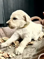Hickory, a male Goldendoodle for sale in Vassar, KS – 4 of 4