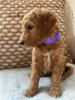 Vera, a female Goldendoodle for sale in Vassar, KS – 6 of 6