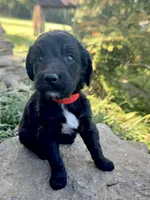 Cider, a male Goldendoodle for sale in Vassar, KS – 4 of 5