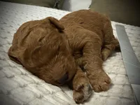 Lincoln, a male Goldendoodle for sale in Vassar, KS – Photo 2 of 6