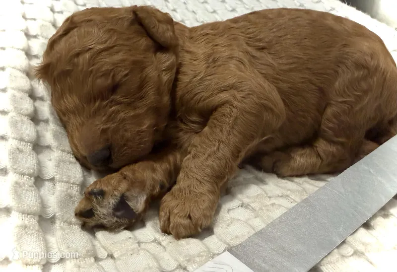 Lincoln – Goldendoodle puppy for sale in Vassar, KS