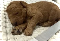 Lincoln, a male Goldendoodle for sale in Vassar, KS – Photo 1 of 6