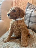 Lincoln, a male Goldendoodle for sale in Vassar, KS – 2 of 4