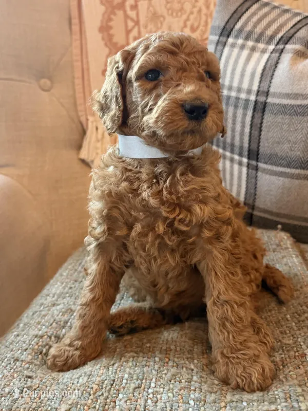 Lincoln – Goldendoodle puppy for sale in Vassar, KS