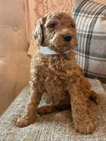 Lincoln, a male Goldendoodle for sale in Vassar, KS – 1 of 4