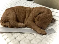 Lincoln, a male Goldendoodle for sale in Vassar, KS – Photo 4 of 6