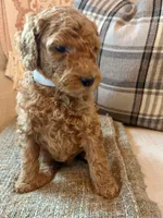 Lincoln, a male Goldendoodle for sale in Vassar, KS – 3 of 4