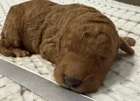 Lincoln, a male Goldendoodle for sale in Vassar, KS – Photo 3 of 6