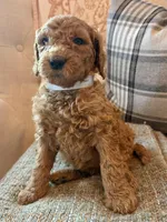 Lincoln, a male Goldendoodle for sale in Vassar, KS – 4 of 4