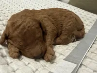 Lincoln, a male Goldendoodle for sale in Vassar, KS – Photo 6 of 6