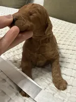 Lincoln, a male Goldendoodle for sale in Vassar, KS – Photo 5 of 6