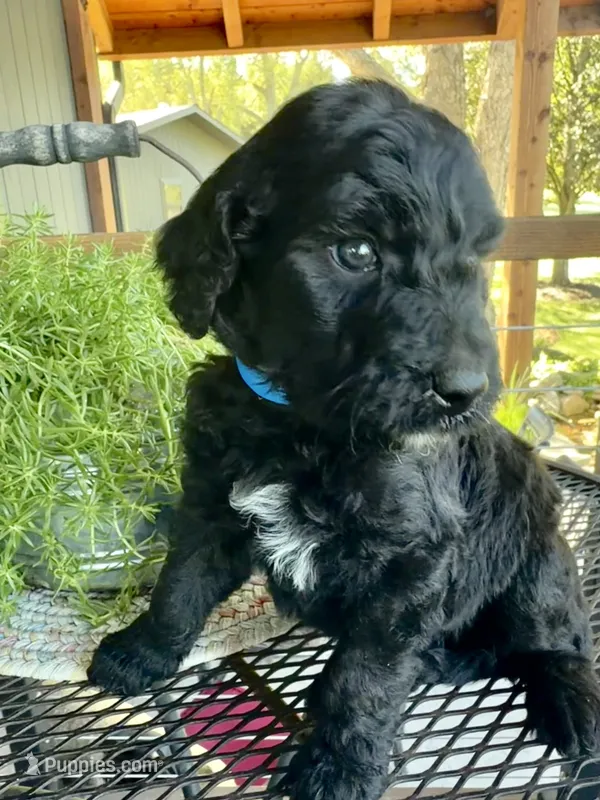 Ember – Goldendoodle puppy for sale in Vassar, KS