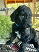 Ember, a male Goldendoodle for sale in Vassar, KS – 1 of 5