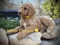 Lanie, a female Poodle - Standard  for sale in Vassar, KS – Photo 5 of 5