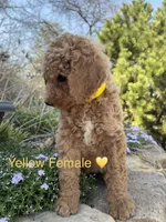 Lanie, a female Poodle - Standard  for sale in Vassar, KS – Photo 4 of 5