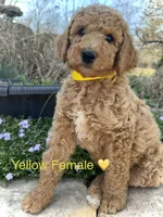 Lanie, a female Poodle - Standard  for sale in Vassar, KS – Photo 2 of 5