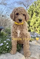 Lanie, a female Poodle - Standard  for sale in Vassar, KS – Photo 3 of 5