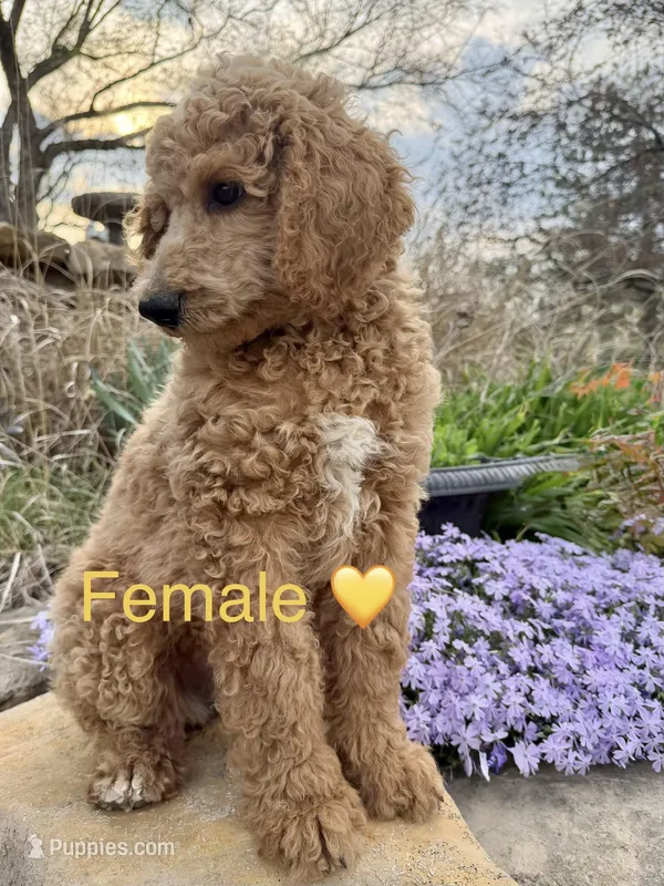 Lanie – Poodle - Standard  puppy for sale in Vassar, KS