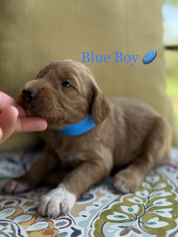 Buddy – Goldendoodle puppy for sale in Vassar, KS