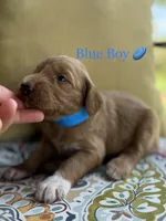 Buddy, a male Goldendoodle for sale in Vassar, KS – 1 of 6