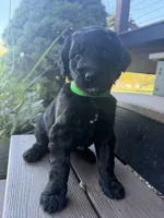 Rusty, a male Goldendoodle for sale in Vassar, KS – 5 of 5