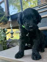 Rusty, a male Goldendoodle for sale in Vassar, KS – 4 of 5