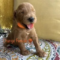Penny, a female Goldendoodle for sale in Vassar, KS – 5 of 6